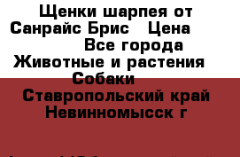 Щенки шарпея от Санрайс Брис › Цена ­ 30 000 - Все города Животные и растения » Собаки   . Ставропольский край,Невинномысск г.